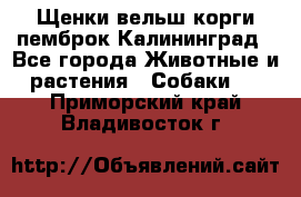 Щенки вельш корги пемброк Калининград - Все города Животные и растения » Собаки   . Приморский край,Владивосток г.